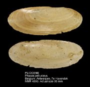 PLIOCENE Phaxas pellucidus